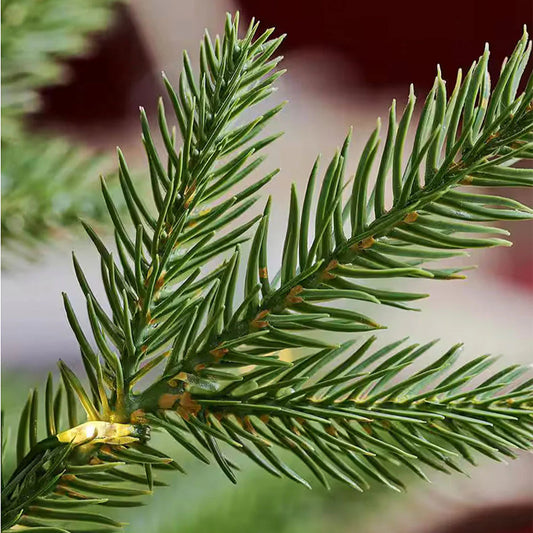 Balsam Fir Room Spray