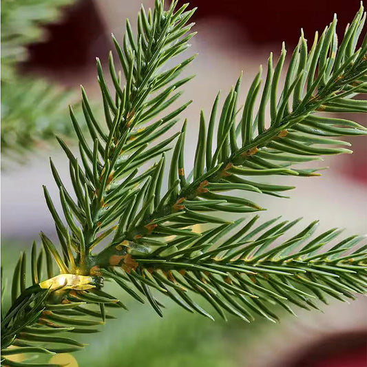 Balsam Fir Wax Melts
