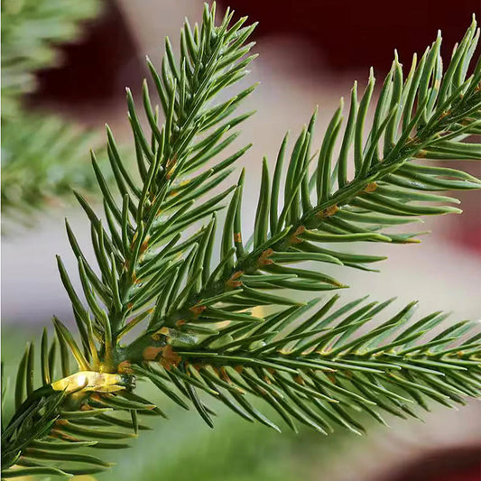Balsam Fir Candle
