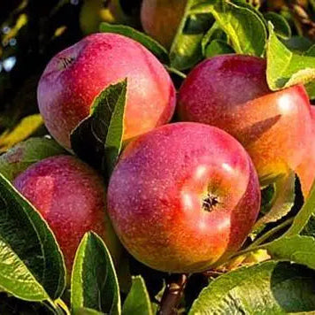 Macintosh Apple Candle